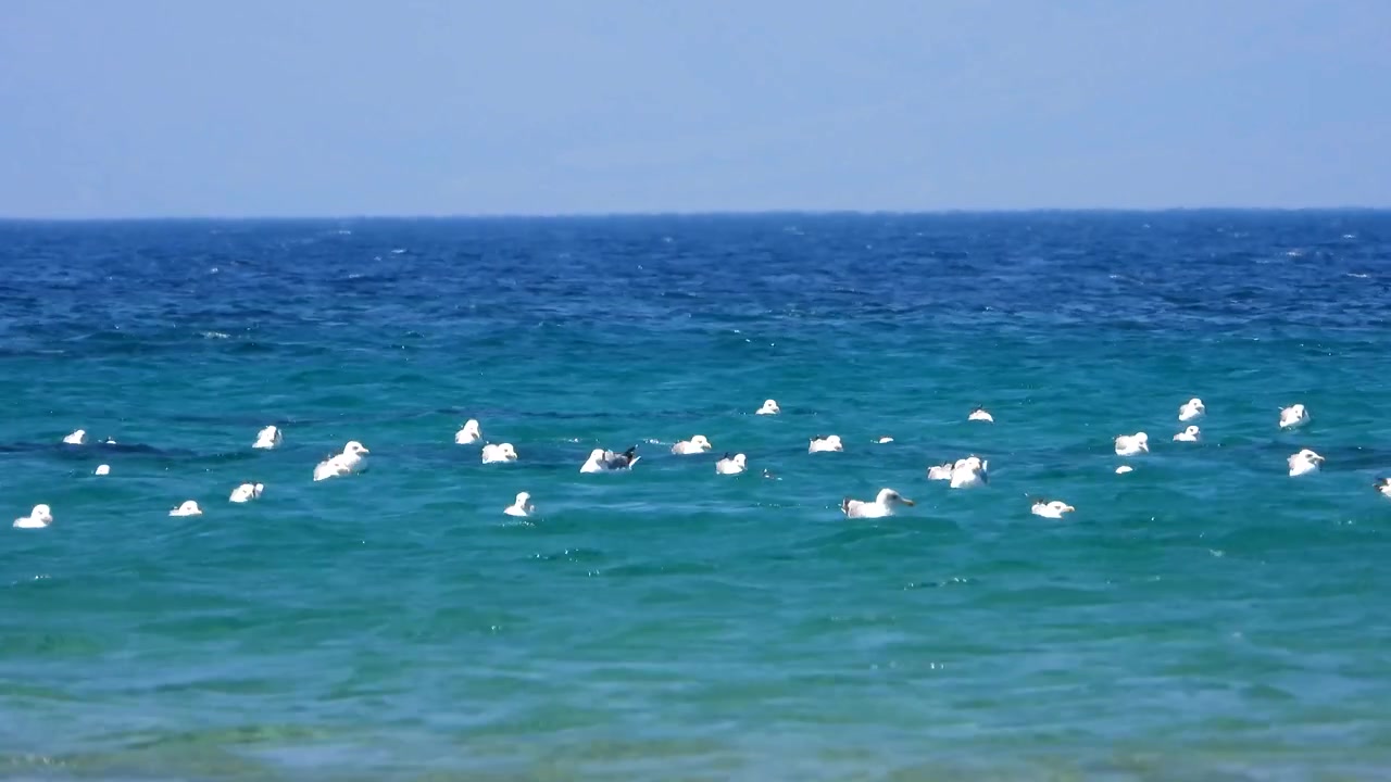 青い海を泳ぐカモメの群れ