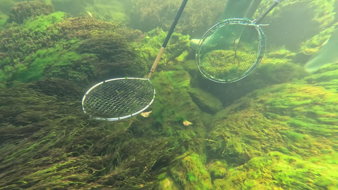 Underwater shot showing scientific nets for capturing salmon fry as sparkling particles drift through river current