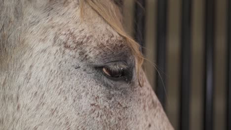 Close-up-clip-of-a-white-horse