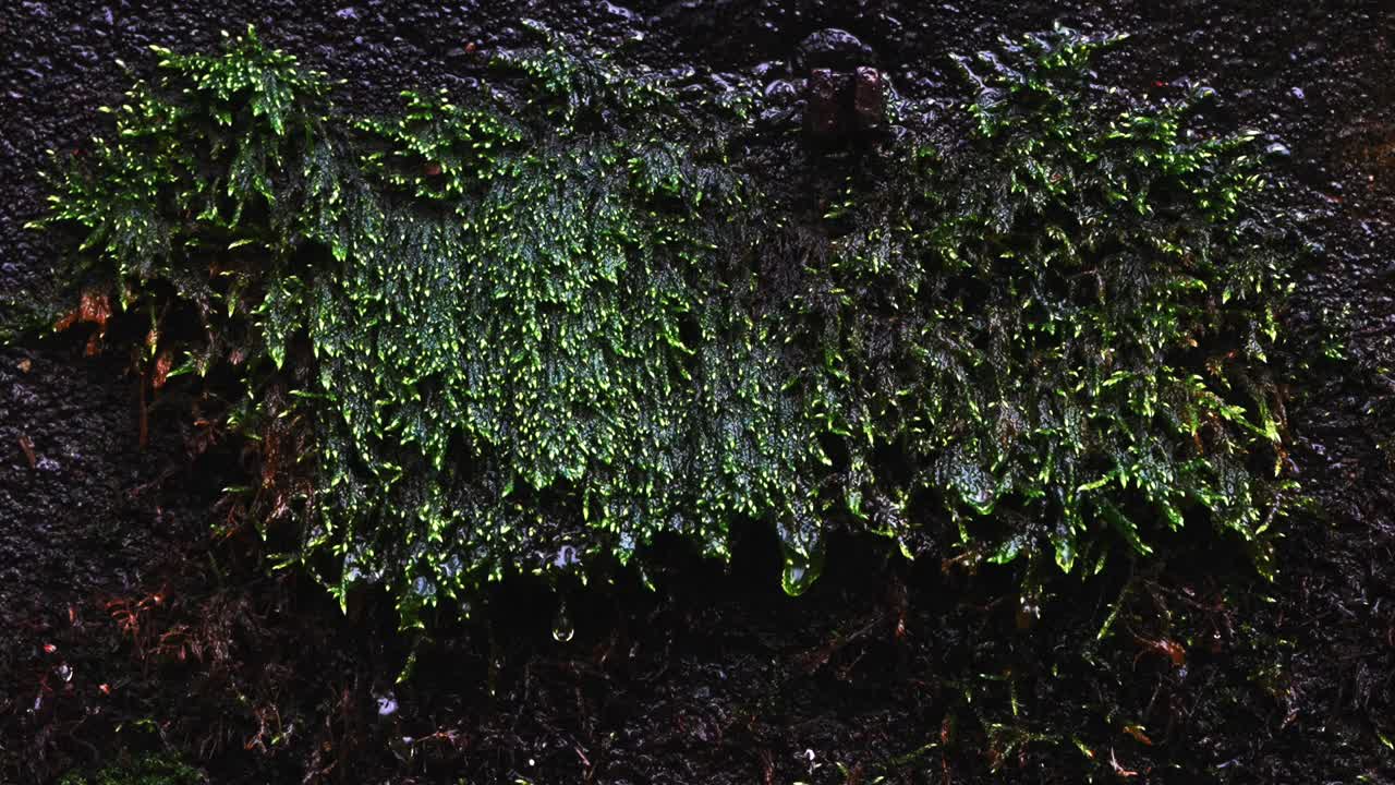 녹색 모스 질감은 비가 오는 동안 물을 습니다.