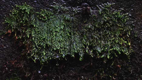 green moss textures dripping water during the rain