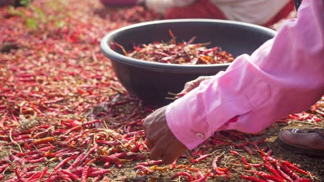 closeup of migrant woman worker sorting dry red chillies, maharashtra, india