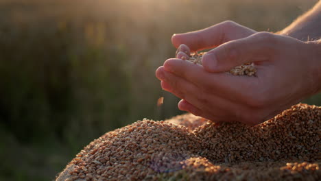 farmer's hands with grain in the sun. organic farming concept