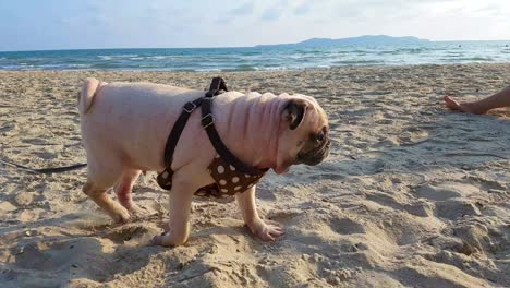 cute pug dog walking and running along sea beach