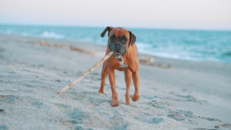 boxer dog playing fetch on the beach