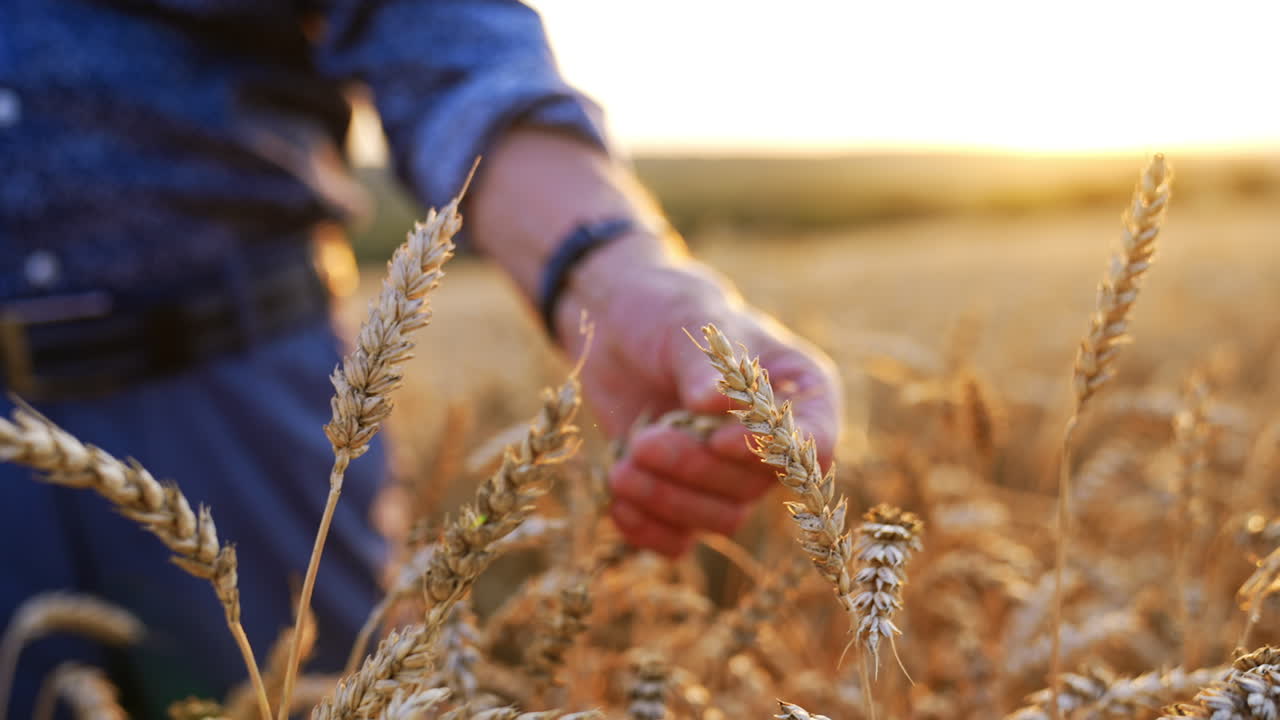 Farmer examines wheat field at sunset. A farmer inspects ripe wheat stalks in a golden field during sunset, enjoying the beauty of the harvest season