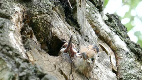 two hungry baby birds hoopoes stick their heads out of the nest and waiting for some food from their mother