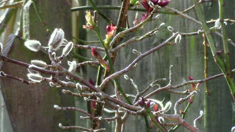 nuevo crecimiento que muestra ahora que es primavera, una de las estaciones más agradables del año cuando el mundo cobra vida una vez más aquí en inglaterra