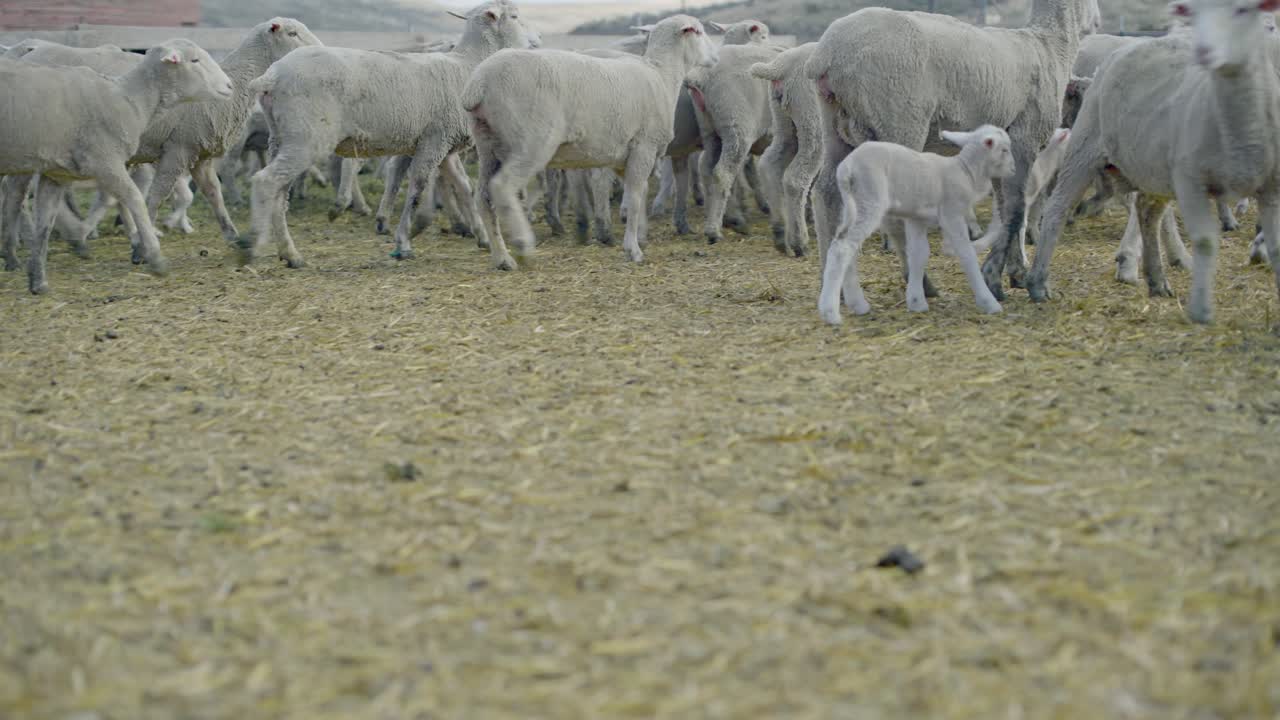 Calm livestock scene as the camera makes a slow, steady push-in toward a flock of sheep with young lambs gathered around a blue feed trough in a straw-covered corral. Red barn, fencing, rolling hills