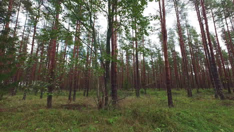 Hermoso-Bosque-De-Pinos-Natural-En-Europa,-Vista-En-Movimiento