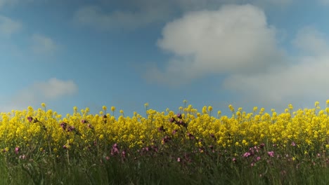 El-Borde-Del-Campo-De-Canola-Amarillo-Con-Cielo-Azul-Arriba