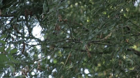 low angle zoom in shot of tamarinds on tree