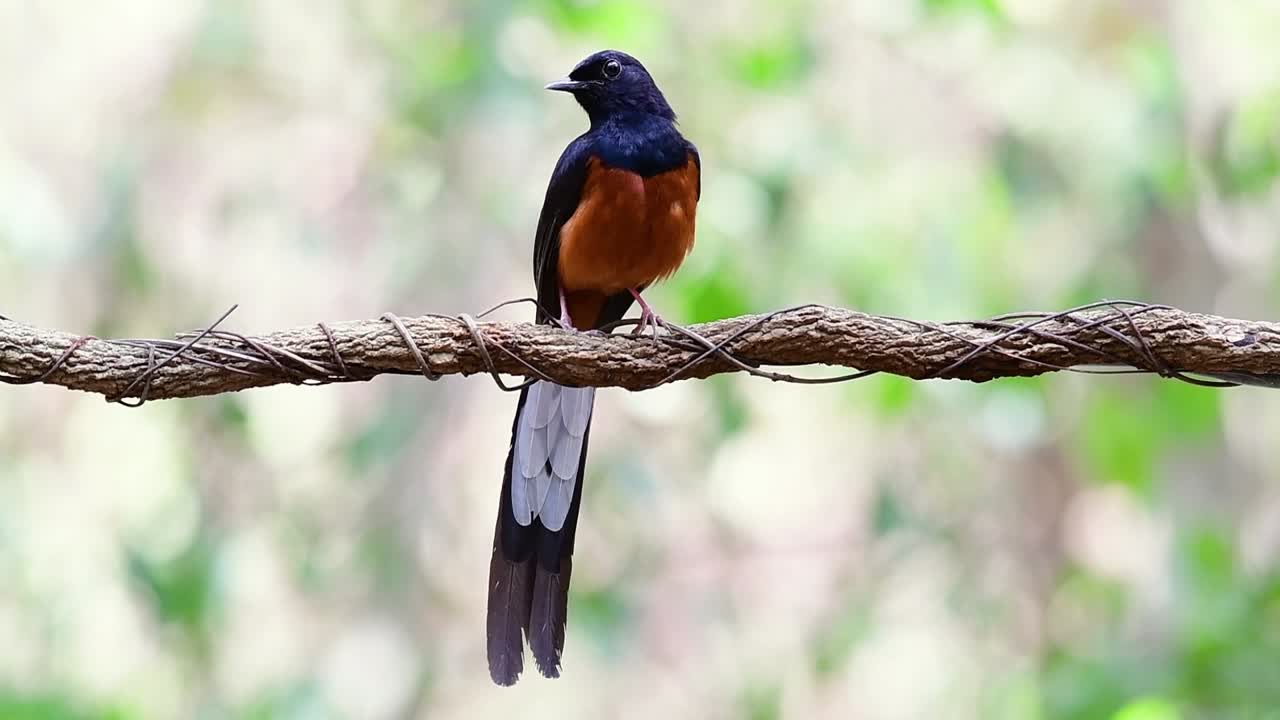shama de rabadilla blanca encaramado en una vid con fondo bokeo del bosque, copsychus malabaricus, velocidad original