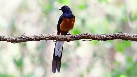 White-rumped-Shama-Thront-Auf-Einer-Rebe-Mit-Wald-Bokeh-Hintergrund,-Copsychus-Malabaricus,-Originalgeschwindigkeit