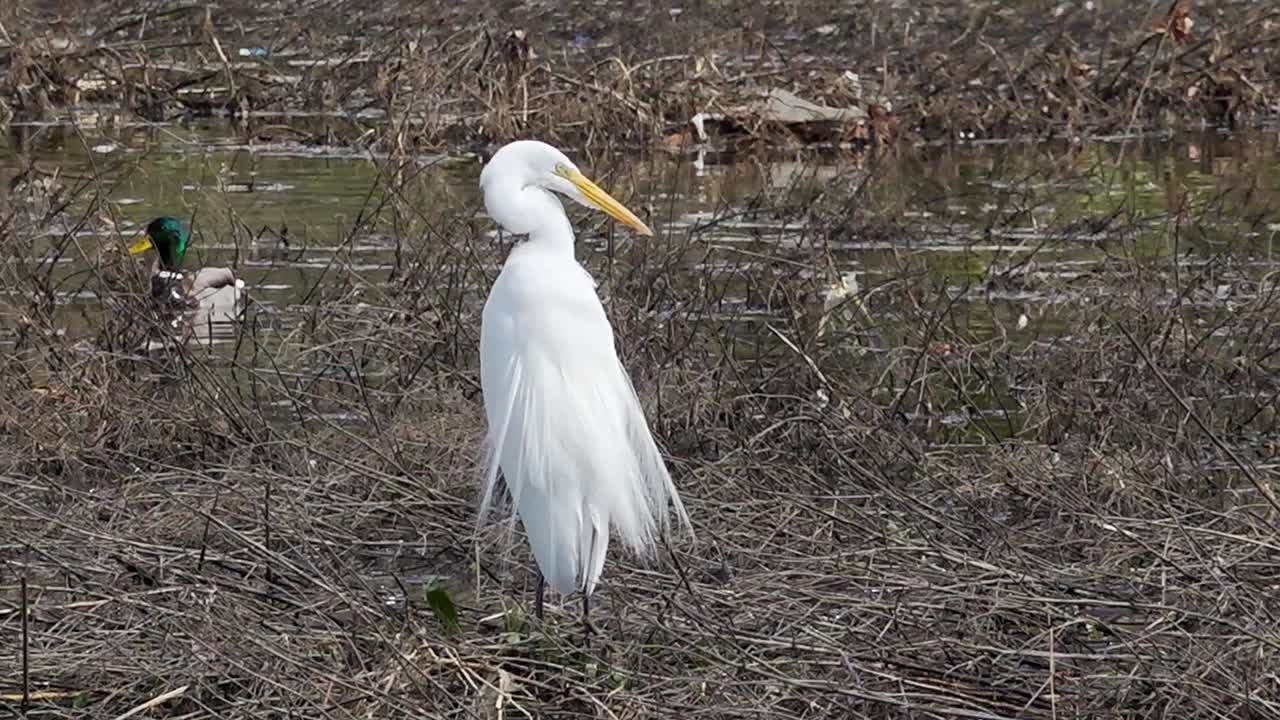 청둥오리 두 마리가 배경에서 헤엄치는 동안 백로가 스스로 청소합니다.