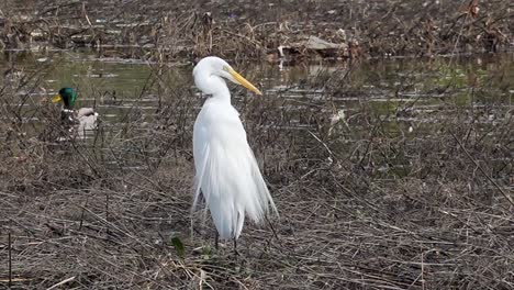 A-White-Heron-cleans-it's-self-while-two-Mallard-ducks-swim-by-in-the-background