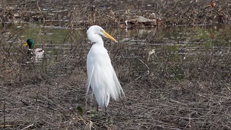 una garza blanca se limpia mientras dos patos nadan al fondo