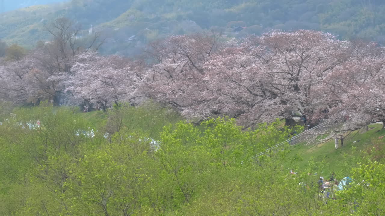 Beautiful row of cherry blossom trees in the countryside of Kyoto