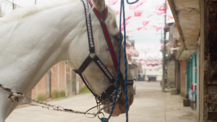 Cavallo bianco con briglia decorata attende in una strada di Angahuan durante la festa di San Giacomo, scuotendo la testa mentre si lecca le labbra
