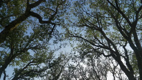 low angle view of tree branches and leaves against a blue sky