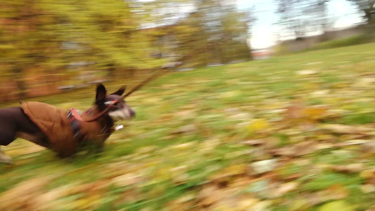 Il cagnolino posa per la fotocamera.