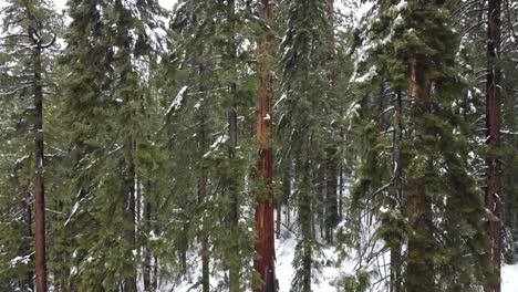 turismo de invierno en el parque nacional de las secuoyas