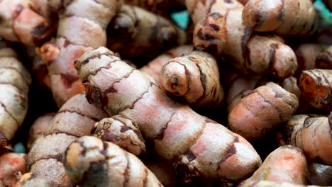 turmeric root ,herb plant