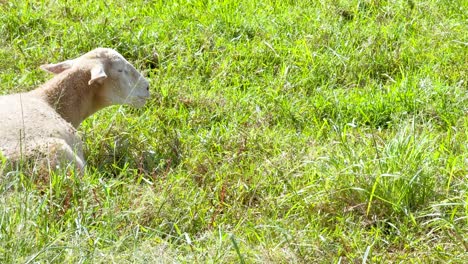a single sheep eats fresh green grass in a sunlit farm field. the camera remains steady, capturing natural daylight and a peaceful rural atmosphere