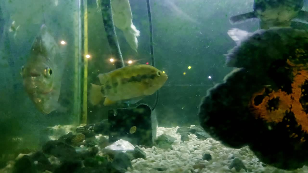 View from an algae covered glass display of Cichlids, silver dollar or Metynnis argenteus and oscar fish or astronotus ocellatus and a spiny softshell turtle or apalone spinifera in crowded aquarium