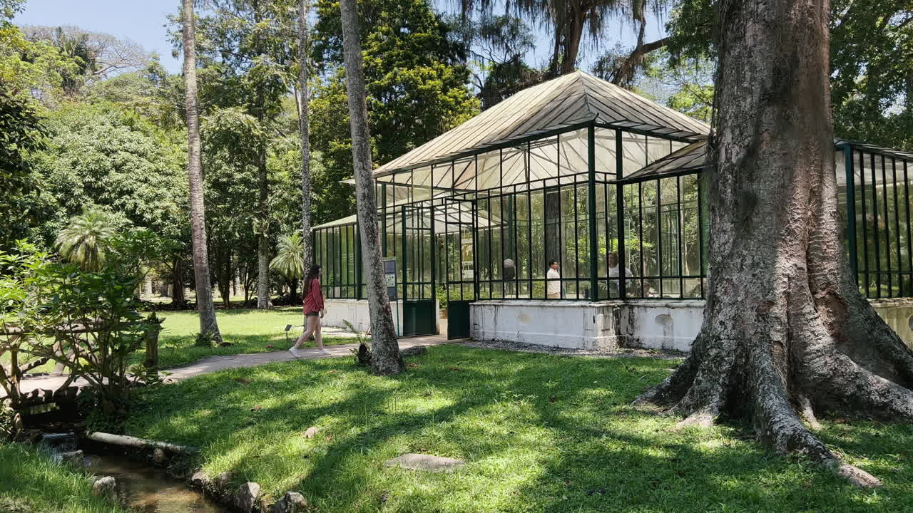 A wide shot shows a young woman approaching and entering the classic glass and metal Fern Greenhouse in the Rio de Janeiro Botanical Garden, surrounded by enormous tropical trees and sunlight