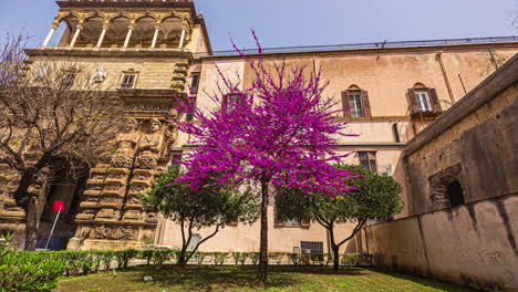 palermo, italy: view of the gate in the palermo, sicily, italy, europe with beautiful purple colored flowers in full bloom at daytime in timelapse