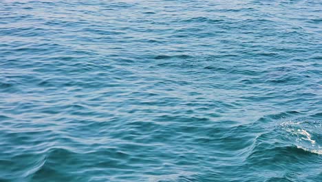 a group of dolphins swimming by the water surface - medium shot