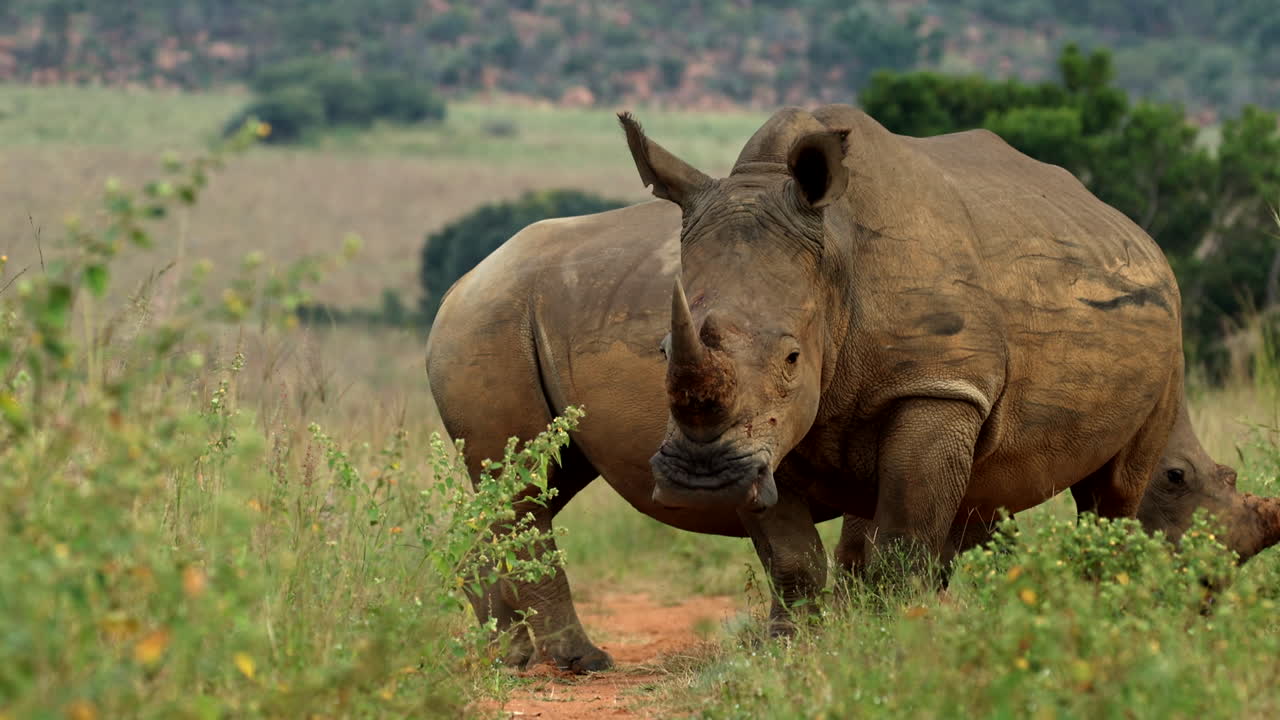 Ground-level view of White Rhino and calf staring directly toward the camera