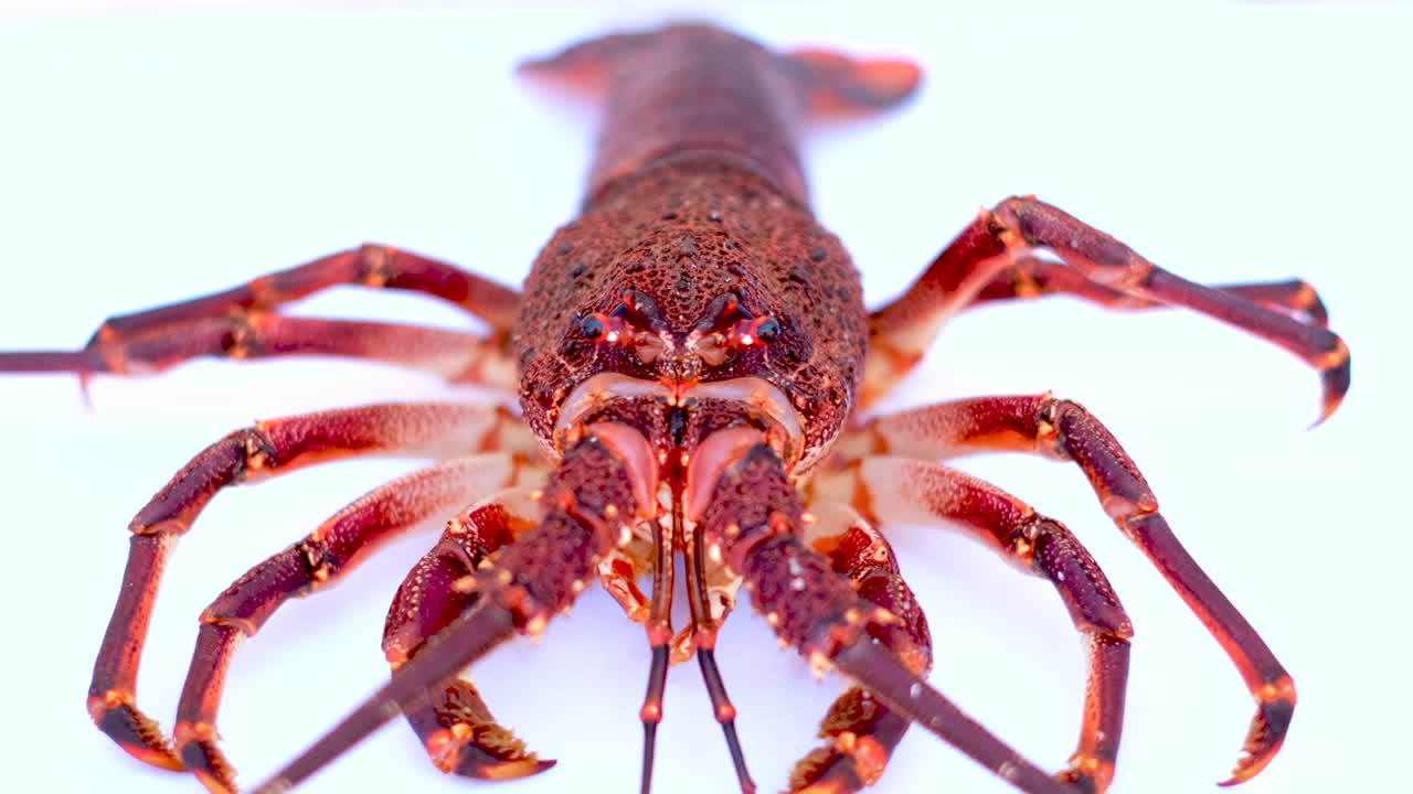 Closeup frontal view of live spiny crayfish against white background, rack focus