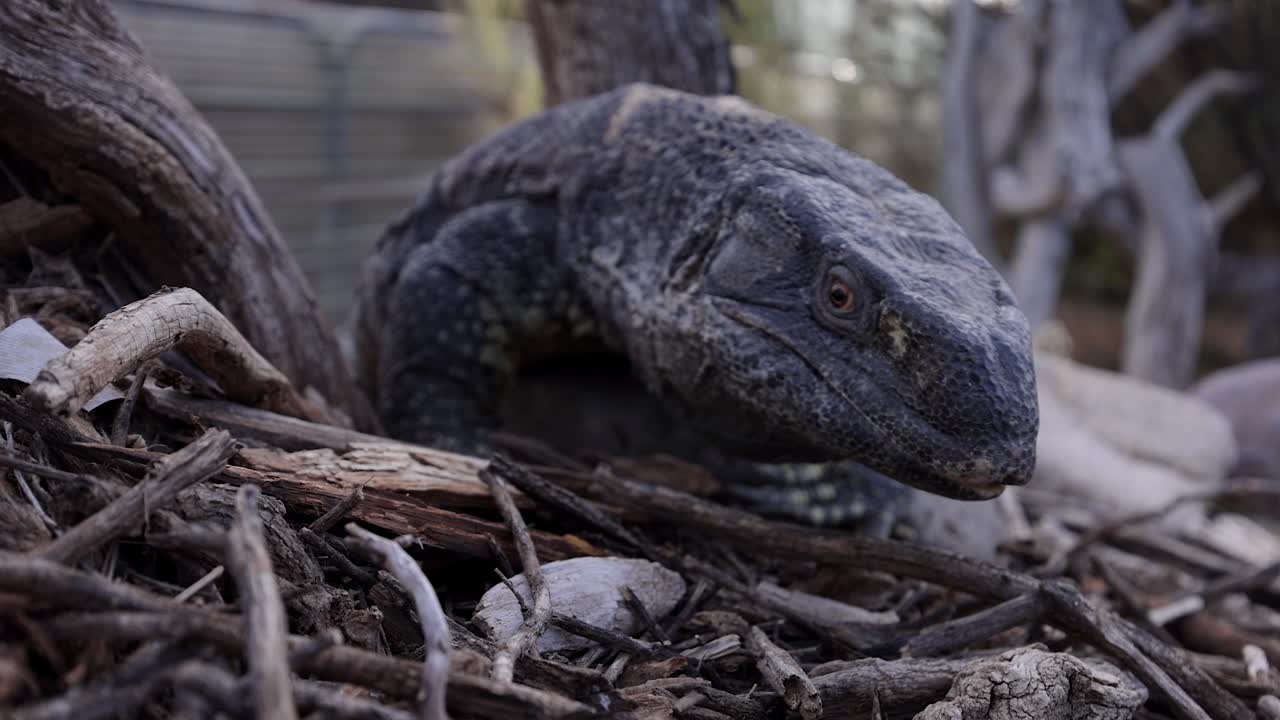 lagarto monitor de garganta negra trepando por las rocas moviendo la lengua de cerca