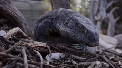 black throated monitor lizard climbing over rocks flicking tongue closeup