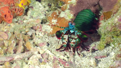 harlequin peacock mantis shrimp on the bottom of the sea at the coral reef