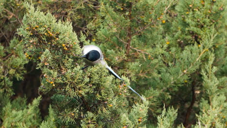 el pájaro magpie de alas azules come bayas en el arbusto de juniperus phoenicea y vuela lejos