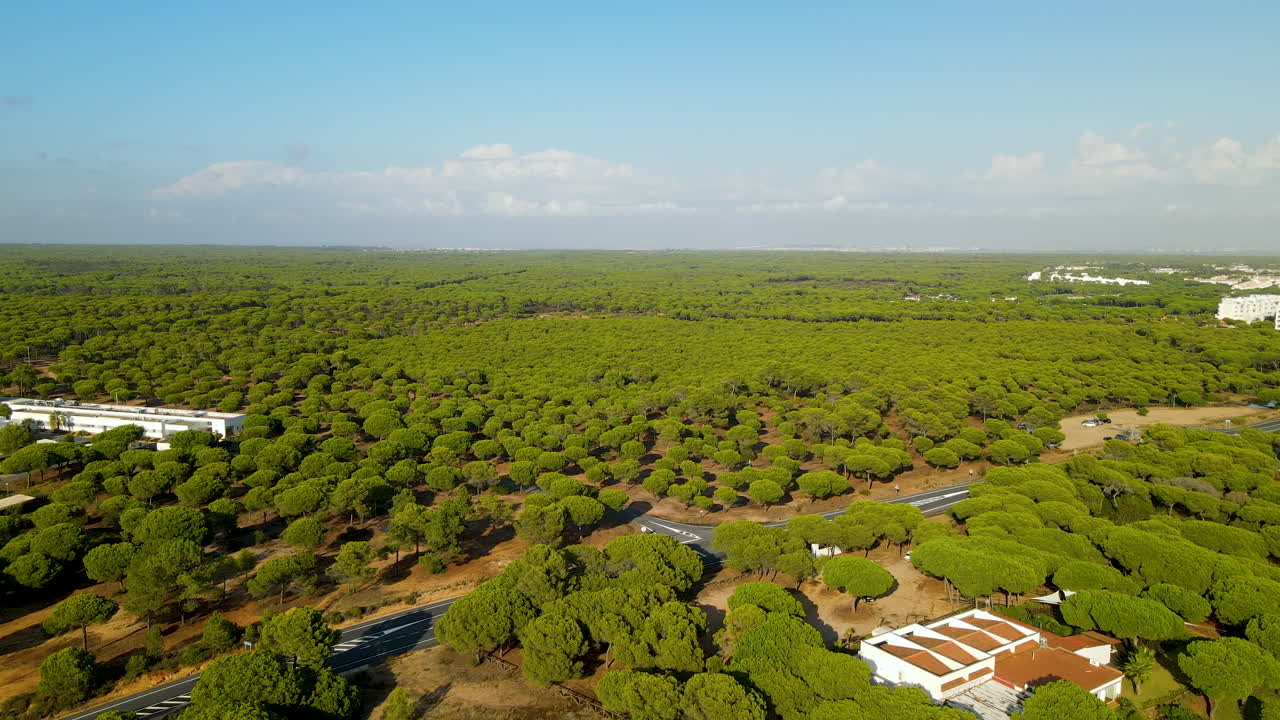 sobrevuelo aéreo hermoso bosque de pinos verdes durante el cielo azul y la luz del sol en españa - carretera asfaltada entre la silvicultura