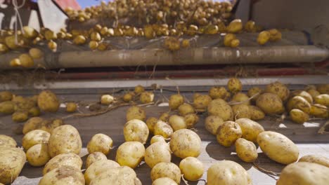 Freshly-picked-potatoes-are-moving-on-the-conveyor-belt.