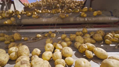 las patatas recién cosechadas se mueven en la cinta transportadora.