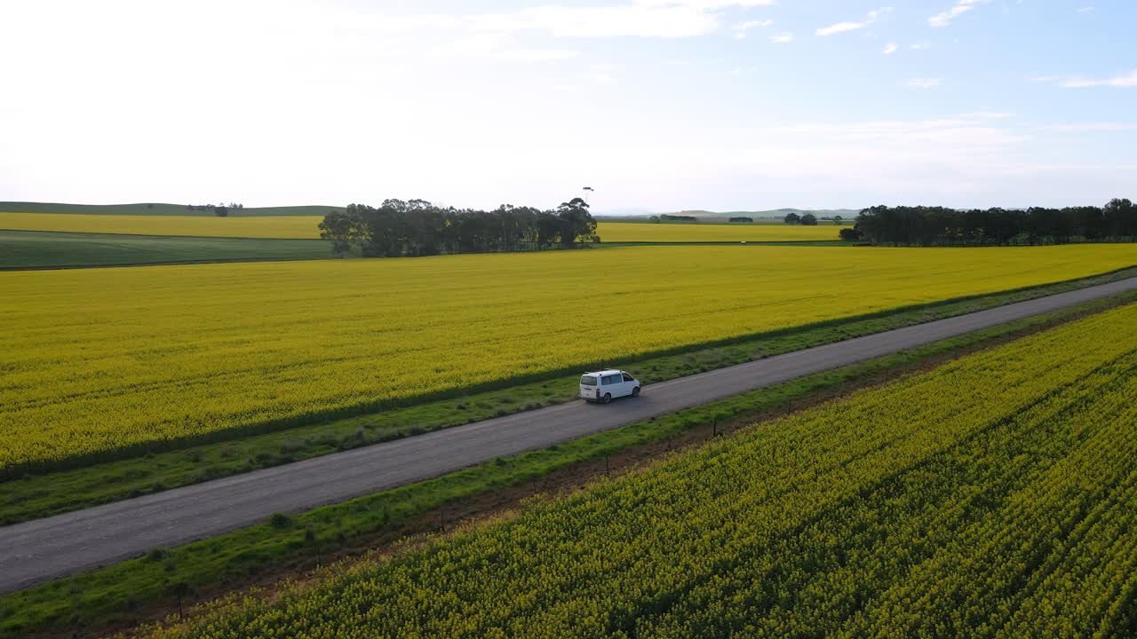 활기찬 카놀라 밭으로 둘러싸인 시골길을 달리는 흰색 밴을 따라가는 공중