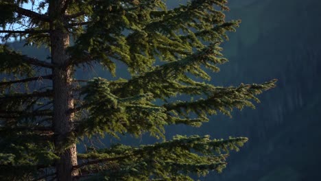 pine tree in large green forest