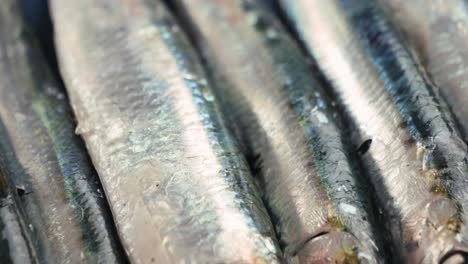 closeup of stacked sardines