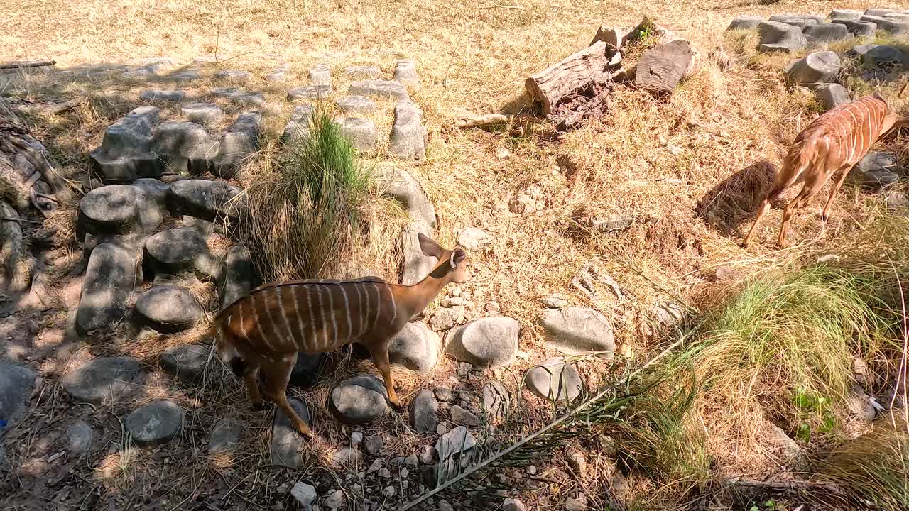 nyalas explorando su hábitat en chonburi, tailandia