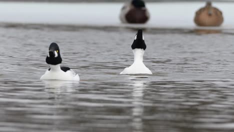 common goldeneye ducks on icy pond tilting heads back and forth, facing camera