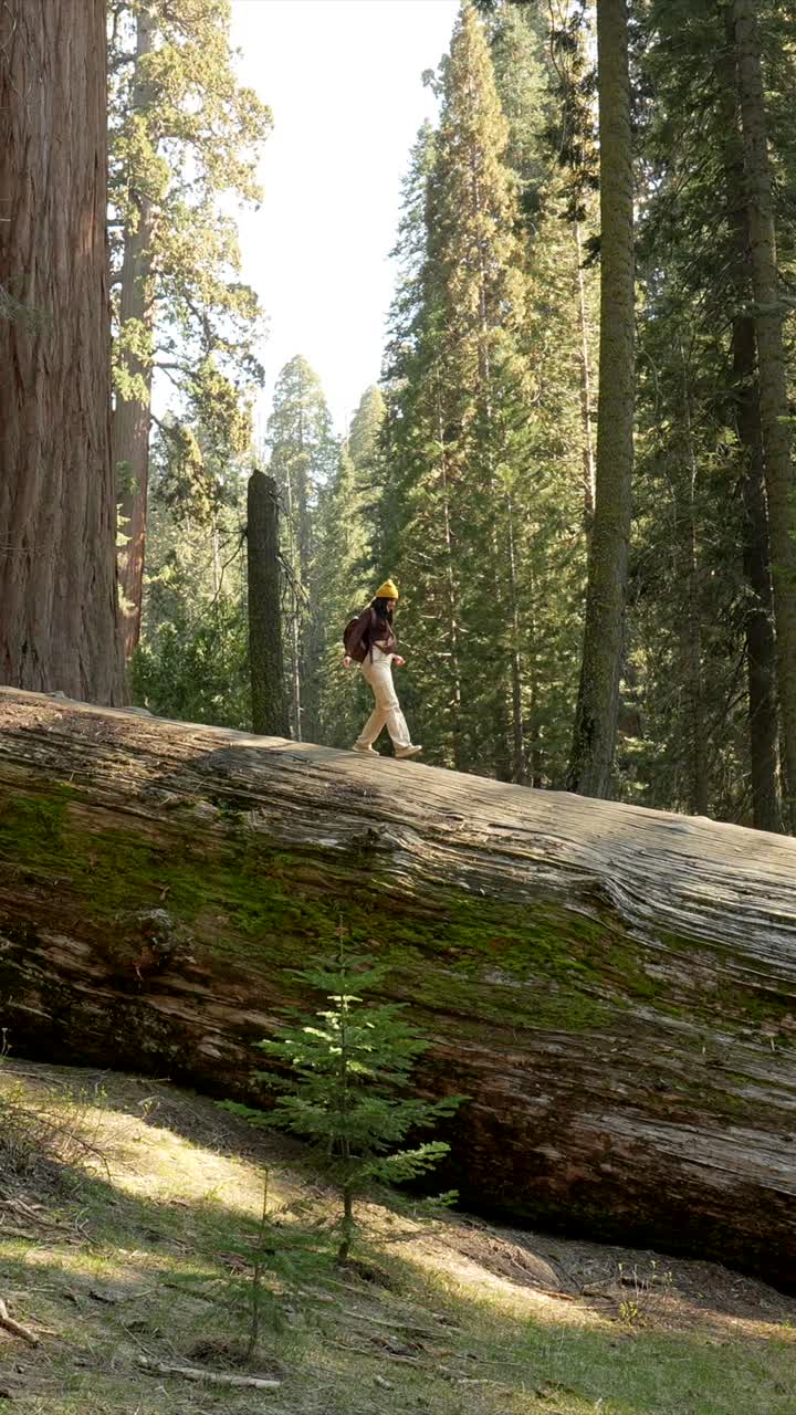 Kvinde går på en kæmpe væltet træstamme i en redwoodskov
