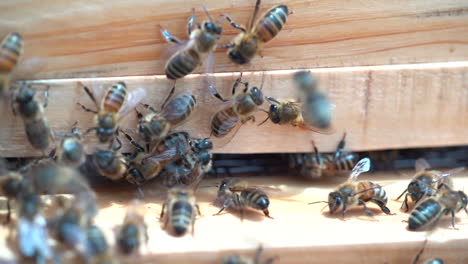 Honigbienen,-Die-In-Und-Aus-Einem-Hölzernen-Bienenstock-Fliegen-Und-Pollen-In-Corbiculae-Tragen,-Die-Sich-Auf-Den-Hinterbeinen-Der-Bienen-Befinden