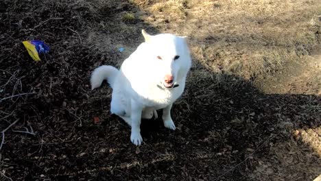 Weißer-Husky-Hund-Müde-Und-Blickte-Zu-Seinem-Besitzer-Auf