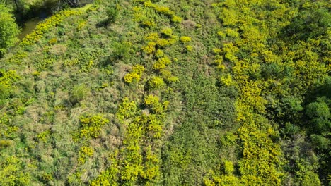 disparo de drones volando sobre hermosos bosques y prados en la naturaleza canadiense